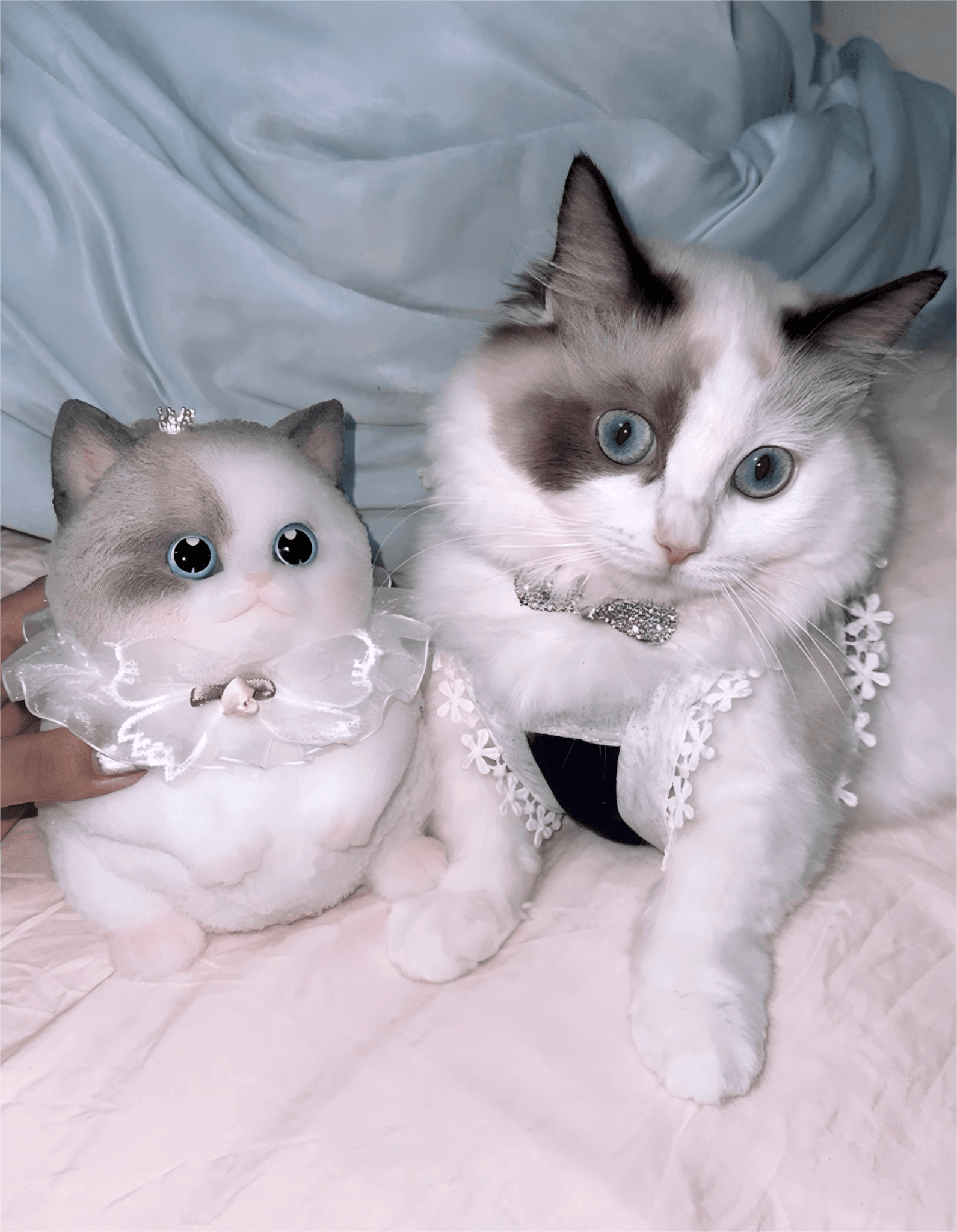 Customizable Chubby Cat - lovesquishy