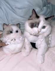 Customizable Chubby Cat - lovesquishy