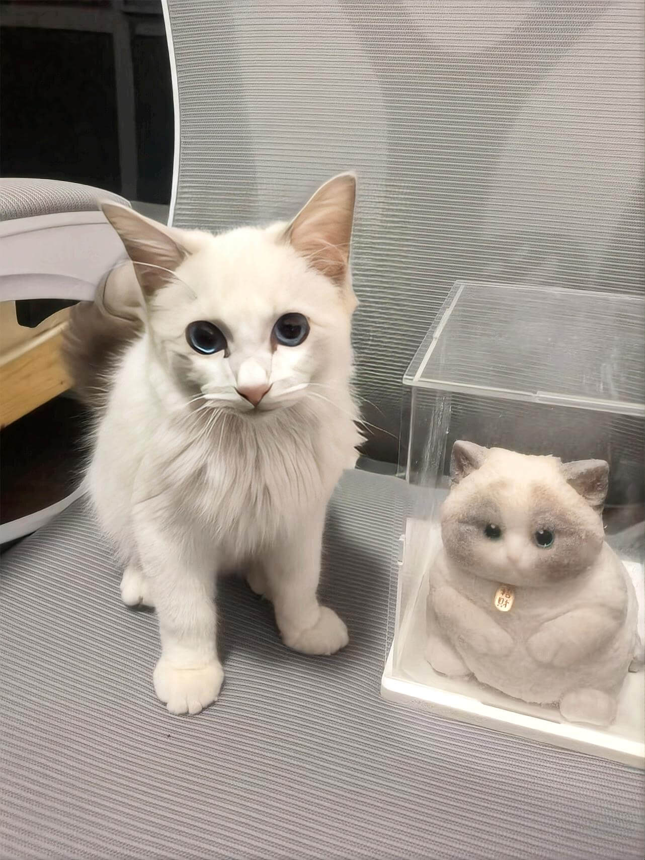 Customizable Chubby Cat - lovesquishy